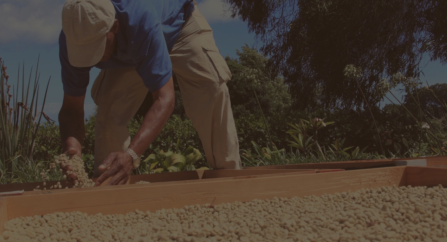 Image of coffee farmer drying beans