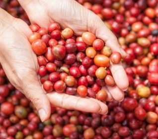 Image of woman's hands lifting red coffee berries