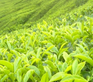 Image of tea plants growing on a hill