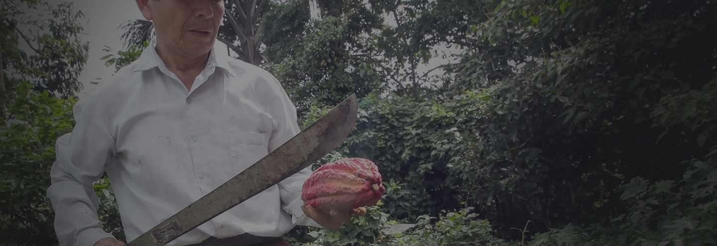 Image of cocoa farmer cutting a cocoa pod with machete